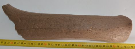 Alces latifrons részleges agancs (371 mm)