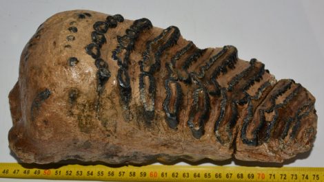 Mammuthus meridionalis tooth (4440 grams)