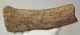 Alces latifrons partial antler (963 grams)