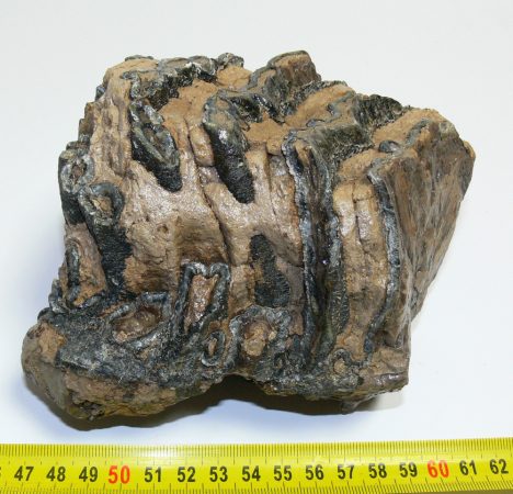 Mammuthus meridionalis partial tooth (1520 grams)