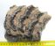 Mammuthus meridionalis részleges fog (1520 gramm)