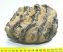 Mammuthus meridionalis részleges fog (1520 gramm)