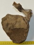  Mammuthus primigenius részleges csigolya csont (196 mm x 137 mm)