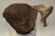 Mammuthus primigenius részleges csigolya csont (196 mm x 137 mm)