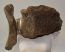 Mammuthus primigenius részleges csigolya csont (196 mm x 137 mm)