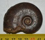 Pleydellia sp. ammonitesz Franciaországból