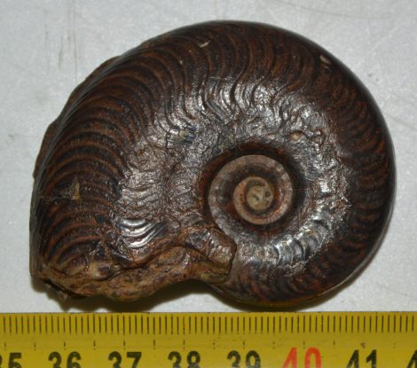 Pleydellia sp. ammonitesz Franciaországból