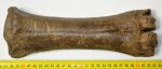 Bison sp. metacarpus bone (265 mm)