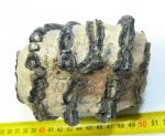 Mammuthus meridionalis részleges fog (1125 gramm)