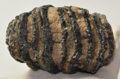 Mammuthus meridionalis részleges fog  (405 gramm)