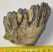 Mammuthus meridionalis részleges fog  (405 gramm)