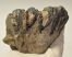 Mammuthus meridionalis részleges fog  (405 gramm)