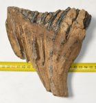 Mammuthus primigenius fog (1071 gramm)