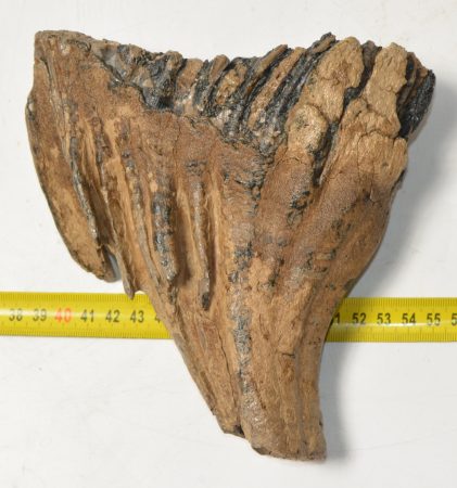 Mammuthus primigenius fog (1071 gramm)