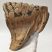 Mammuthus primigenius fog (1071 gramm)