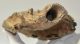 Mammuthus primigenius fog (1071 gramm)