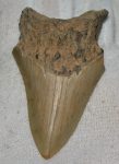 Carcharoles megalodon Shark tooth (82 mm) Otodus megalodon