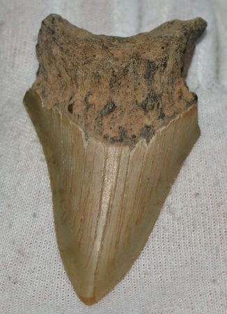 Carcharoles megalodon Shark tooth (82 mm) Otodus megalodon