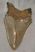 Carcharoles megalodon Shark tooth (82 mm) Otodus megalodon