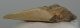 Carcharoles megalodon Shark tooth (82 mm) Otodus megalodon