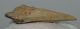 Carcharoles megalodon Shark tooth (82 mm) Otodus megalodon