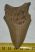 Carcharoles megalodon Shark tooth (82 mm) Otodus megalodon