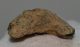 Carcharoles megalodon Shark tooth (82 mm) Otodus megalodon