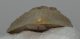 Carcharoles megalodon Shark tooth (82 mm) Otodus megalodon