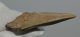 Carcharoles megalodon Shark tooth (82 mm) Otodus megalodon
