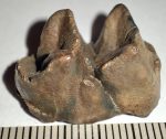 Tapirus veroensis lower tooth from Florida SOLD (VG) 12