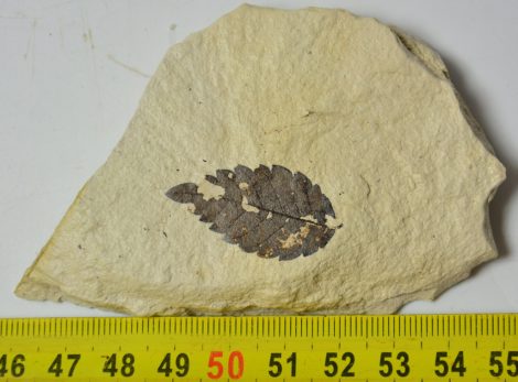 Zelkova ungeri leaf from Erdőbénye (42 grams)