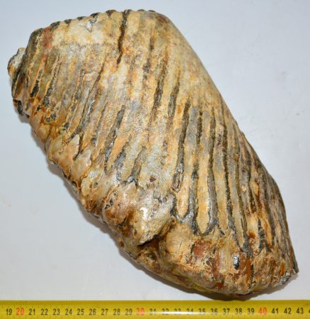 Mammuthus primigenius felső fog (4078  gramm) Gyapjas mamut