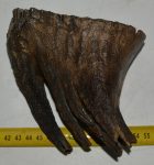   Mammuthus primigenius fog (808 gramm) Gyapjas mamut ELFOGYOTT (M) 06