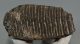 Mammuthus primigenius fog (808 gramm) Gyapjas mamut ELFOGYOTT (M) 06