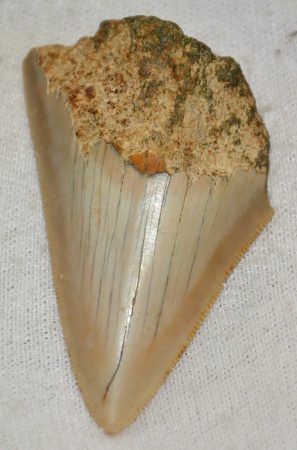  Otodus megalodon partial shark tooth (60 mm) Carcharocles megalodon