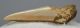 Otodus megalodon óriáscápa részleges fog (60 mm)