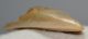 Otodus megalodon óriáscápa részleges fog (60 mm)