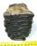 Mammuthus primigenius részleges fog (686 gramm)
