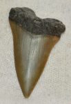 Carcharodon hastalis cápa fog (40 mm)