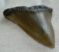  Carcharodon hastalis shark tooth (40 mm)
