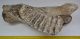 Stegodon sp. részleges állkapocs (8,7 Kg) ELFOGYOTT (P) 11