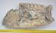 Stegodon sp. részleges állkapocs (8,7 Kg) ELFOGYOTT (P) 11