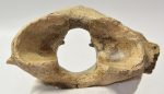 Rhinoceros partial atlas vertebra
