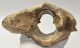 Rhinoceros partial atlas vertebra