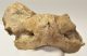 Rhinoceros partial atlas vertebra