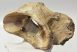 Rhinoceros partial atlas vertebra