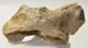 Rhinoceros partial atlas vertebra