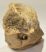 Rhinoceros partial atlas vertebra