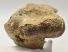 Rhinoceros partial atlas vertebra