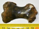 Young seal femur bone